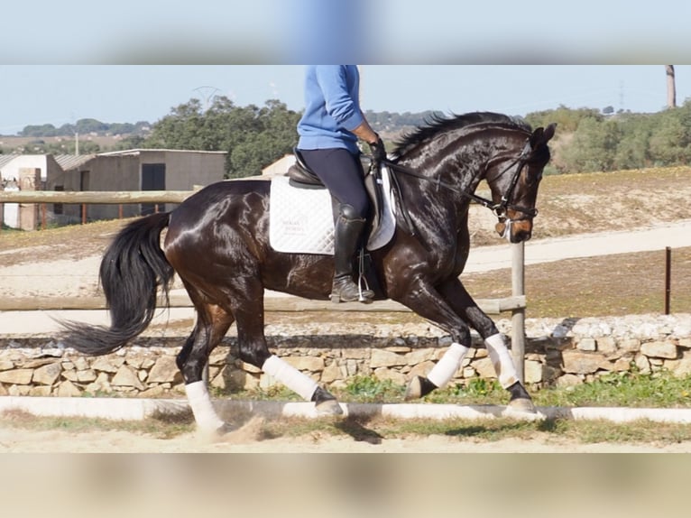 Hanovrien Jument 12 Ans 158 cm Bai cerise in NAVAS DEL MADRONO