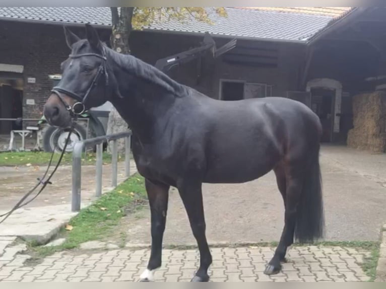 Hanovrien Jument 12 Ans 162 cm Bai brun in Aachen