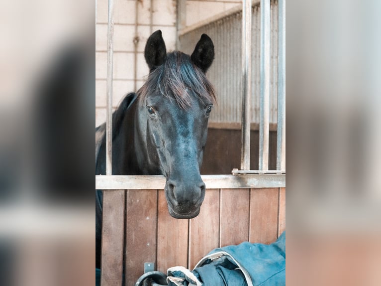 Hanovrien Jument 12 Ans 162 cm Noir in Gronau (Leine)