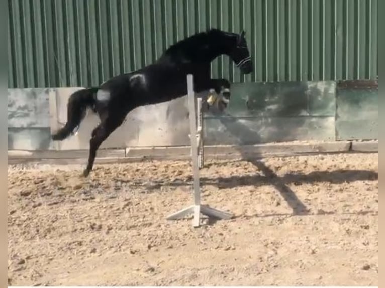 Hanovrien Jument 12 Ans 162 cm Noir in Gronau (Leine)