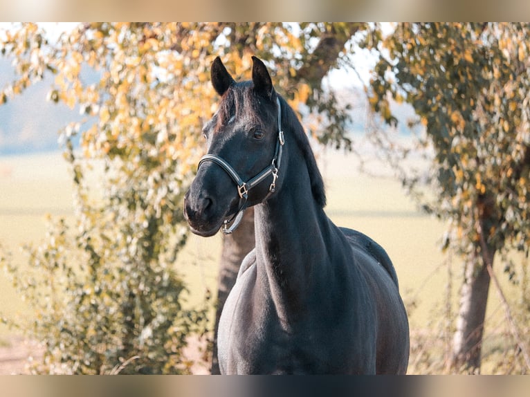 Hanovrien Jument 12 Ans 162 cm Noir in Gronau (Leine)