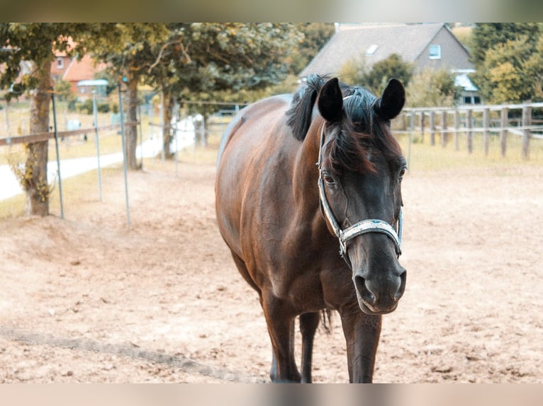 Hanovrien Jument 12 Ans 162 cm Noir in Gronau (Leine)