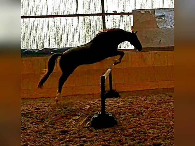 Hanovrien Jument 12 Ans 164 cm Alezan in Selters