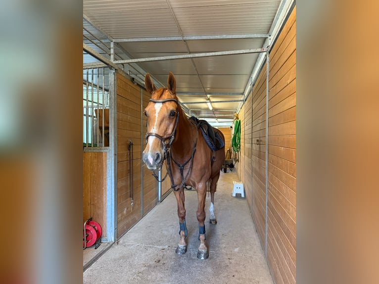 Hanovrien Jument 12 Ans 164 cm Alezan in Ermensee