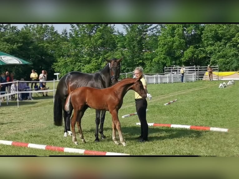 Hanovrien Jument 12 Ans 164 cm Bai brun foncé in Feldatal