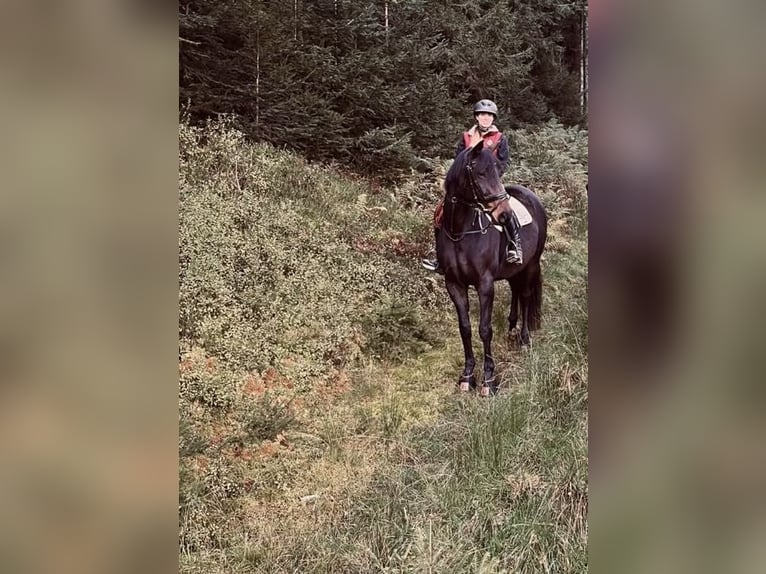 Hanovrien Jument 12 Ans 164 cm Bai in Fluorn-Winzeln