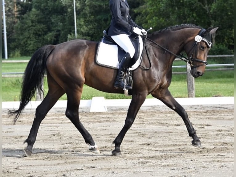 Hanovrien Jument 12 Ans 164 cm Bai in Fluorn-Winzeln