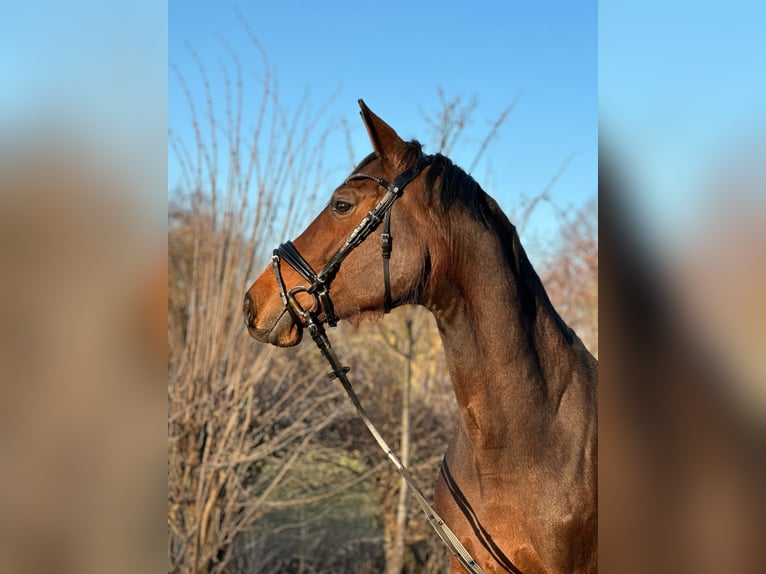 Hanovrien Jument 12 Ans 165 cm Bai brun in Söhlde
