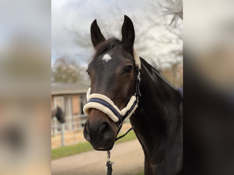 Hanovrien Jument 12 Ans 165 cm Bai brun foncé in Celle