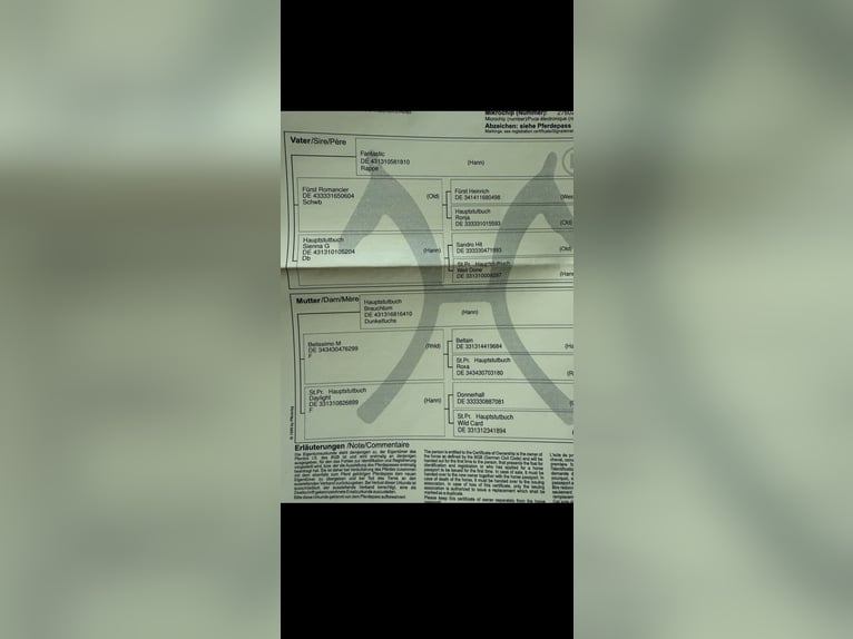 Hanovrien Jument 12 Ans 165 cm Bai brun foncé in Neuenkirchen