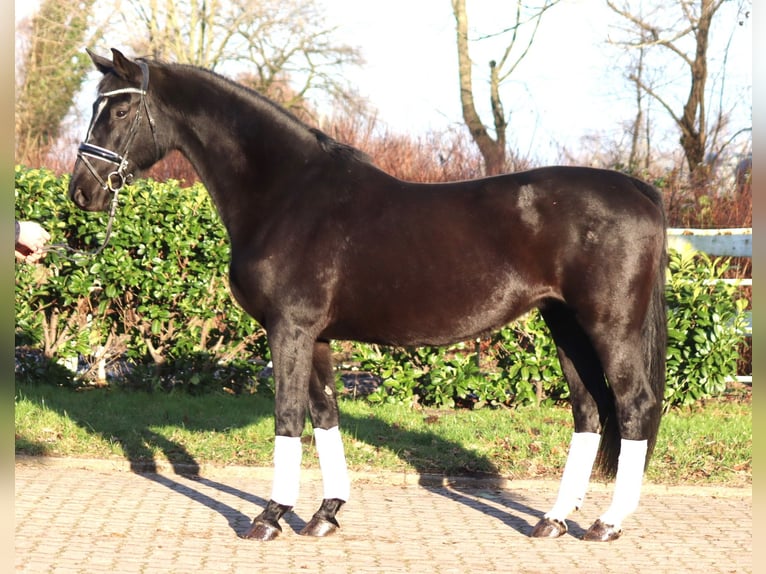 Hanovrien Jument 12 Ans 165 cm Noir in Selsingen