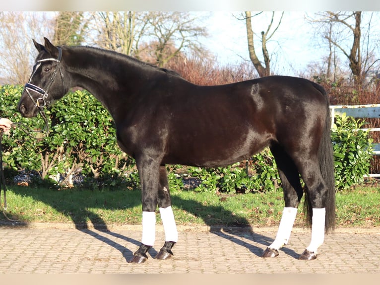 Hanovrien Jument 12 Ans 165 cm Noir in Selsingen