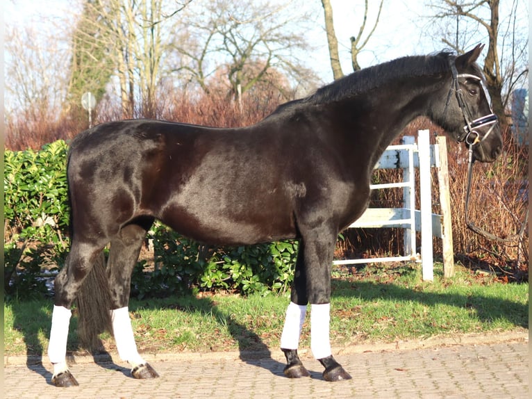 Hanovrien Jument 12 Ans 165 cm Noir in Selsingen