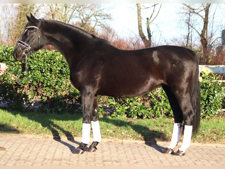 Hanovrien Jument 12 Ans 165 cm Noir in Selsingen