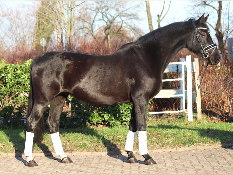 Hanovrien Jument 12 Ans 165 cm Noir in Selsingen