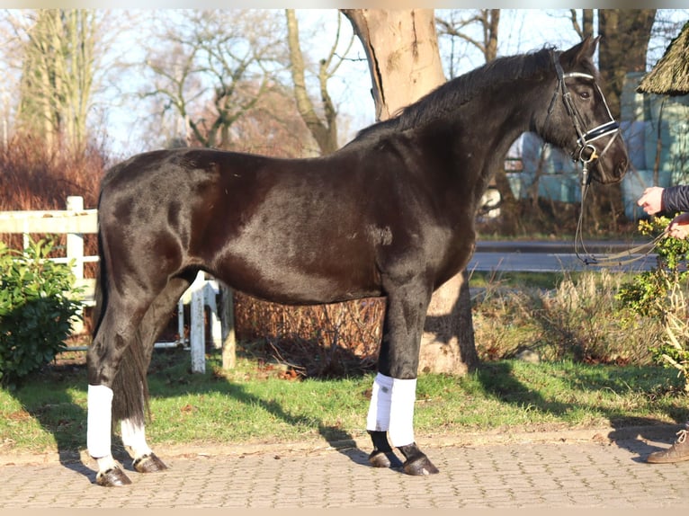 Hanovrien Jument 12 Ans 165 cm Noir in Selsingen