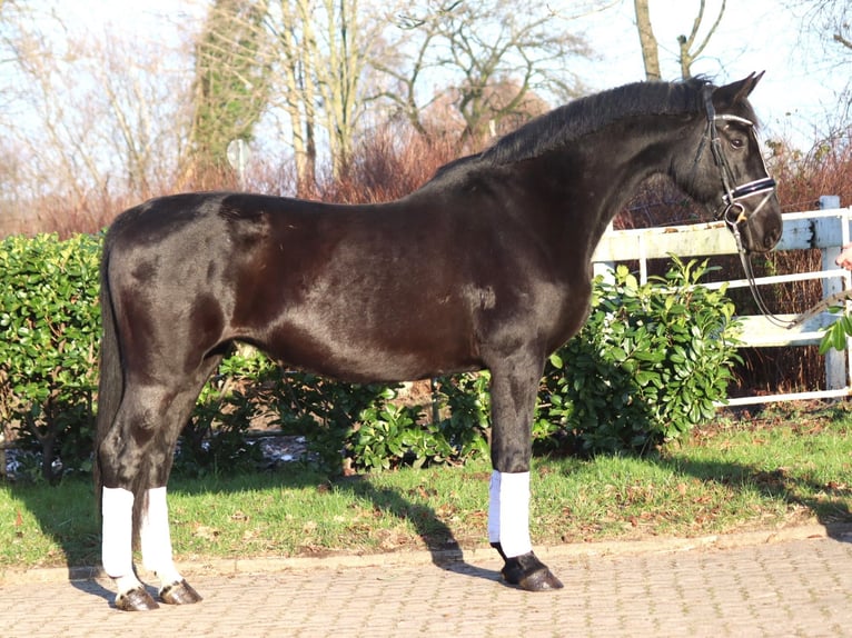 Hanovrien Jument 12 Ans 165 cm Noir in Selsingen