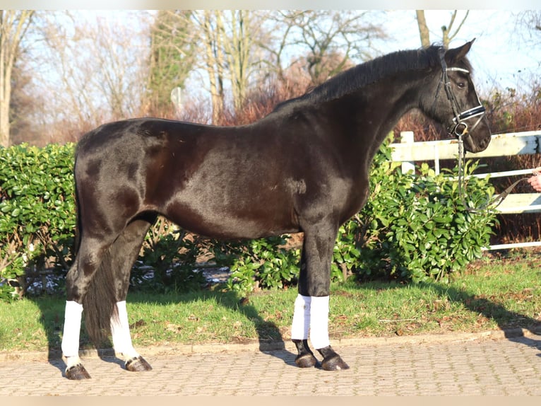 Hanovrien Jument 12 Ans 165 cm Noir in Selsingen