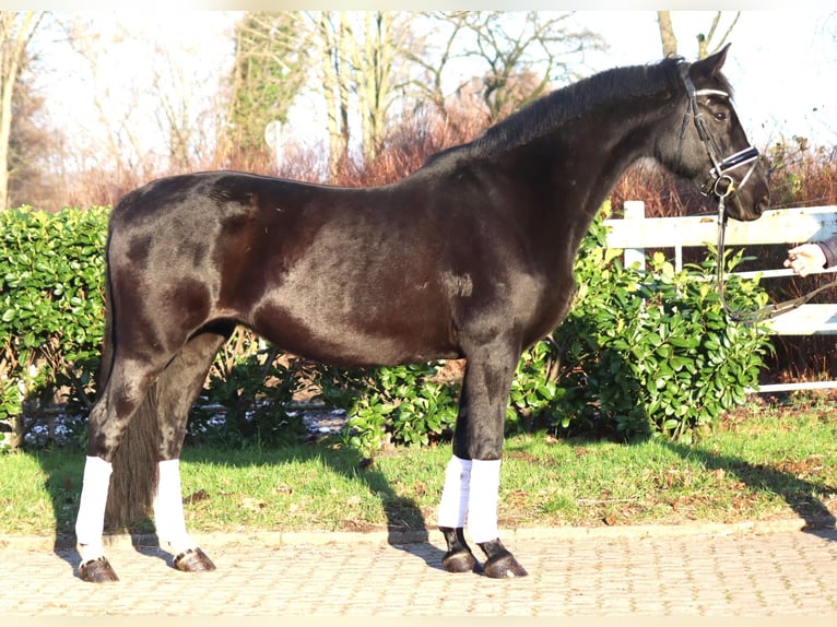 Hanovrien Jument 12 Ans 165 cm Noir in Selsingen