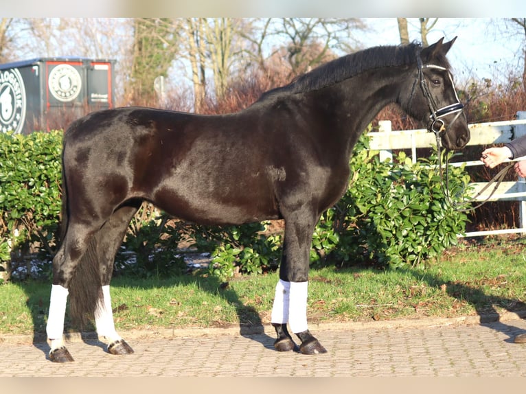 Hanovrien Jument 12 Ans 165 cm Noir in Selsingen