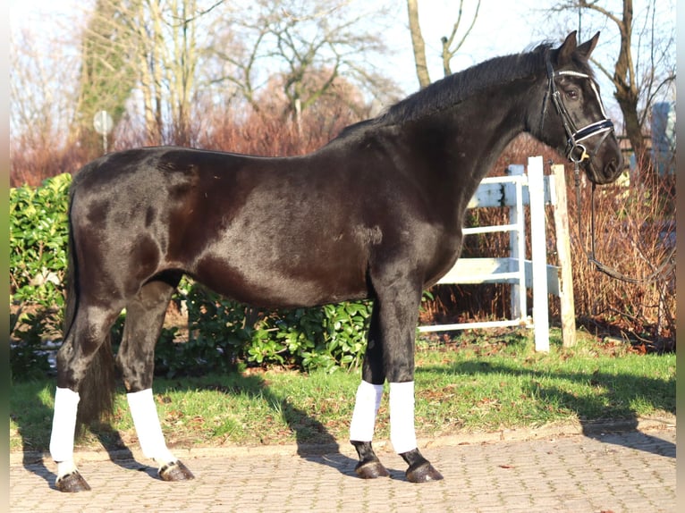 Hanovrien Jument 12 Ans 165 cm Noir in Selsingen