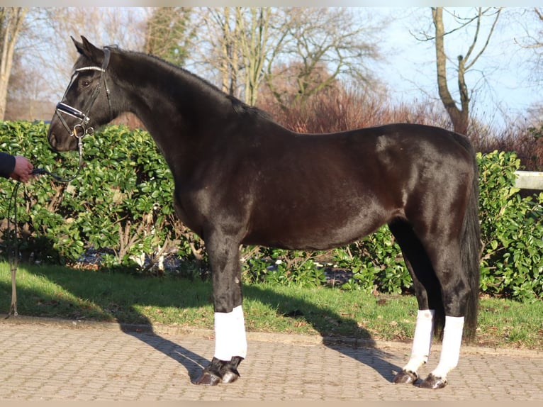 Hanovrien Jument 12 Ans 165 cm Noir in Selsingen