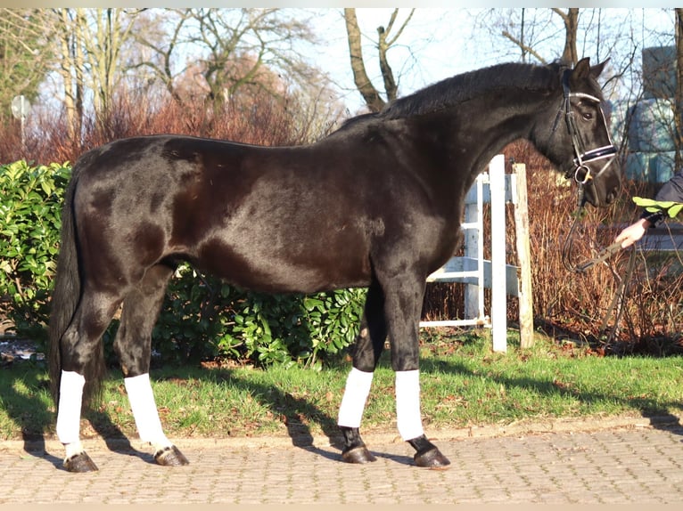 Hanovrien Jument 12 Ans 165 cm Noir in Selsingen