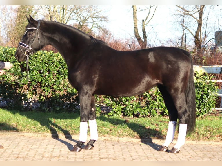 Hanovrien Jument 12 Ans 165 cm Noir in Selsingen