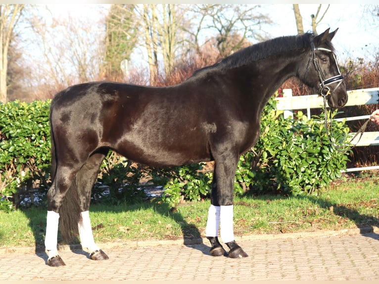 Hanovrien Jument 12 Ans 165 cm Noir in Selsingen