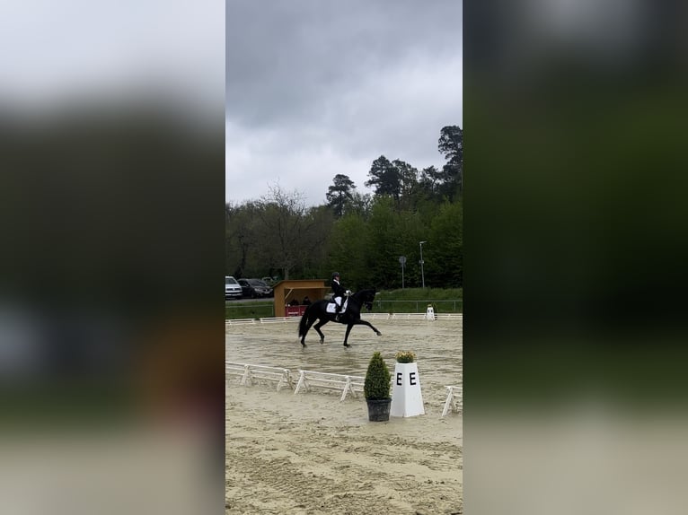 Hanovrien Jument 12 Ans 165 cm Noir in Dielheim