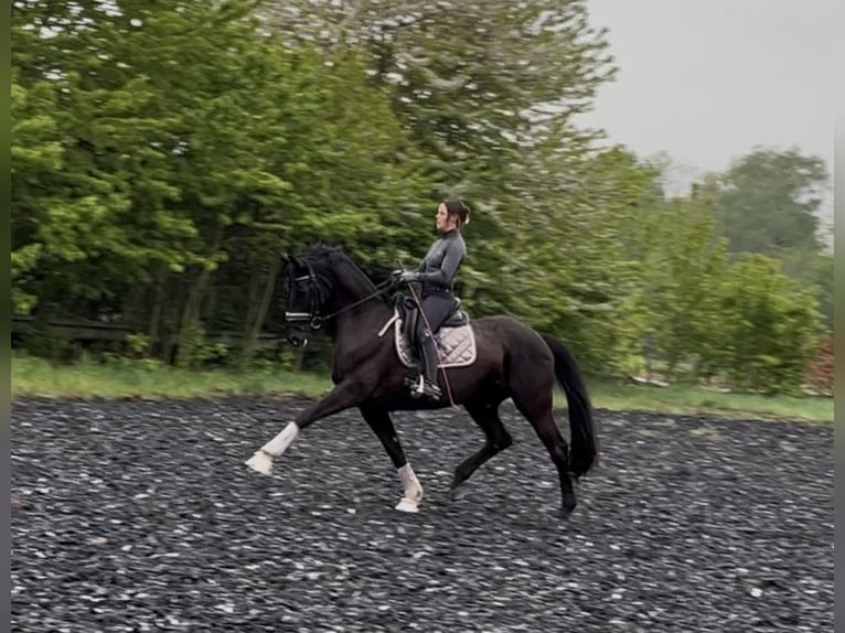 Hanovrien Jument 12 Ans 165 cm Noir in Dielheim
