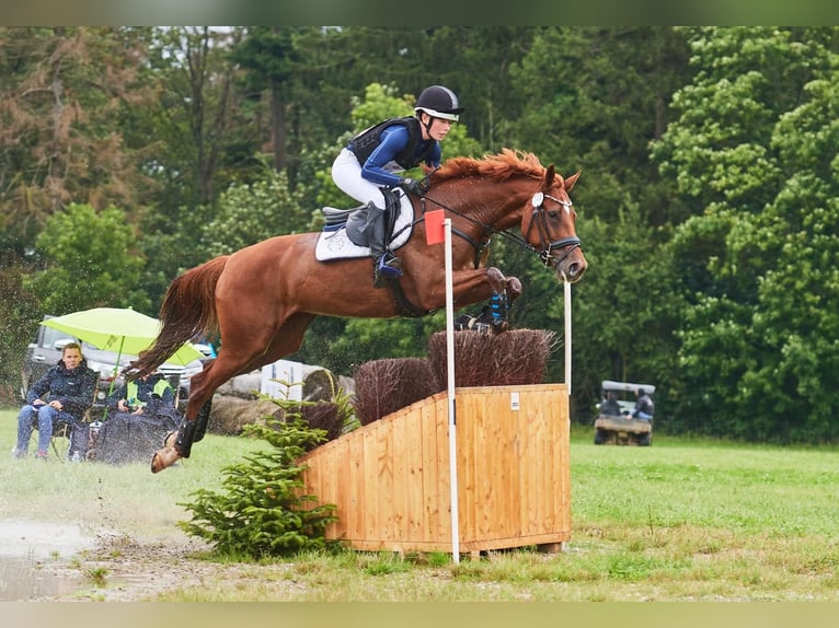 Hanovrien Jument 12 Ans 166 cm Alezan in Bruchsal