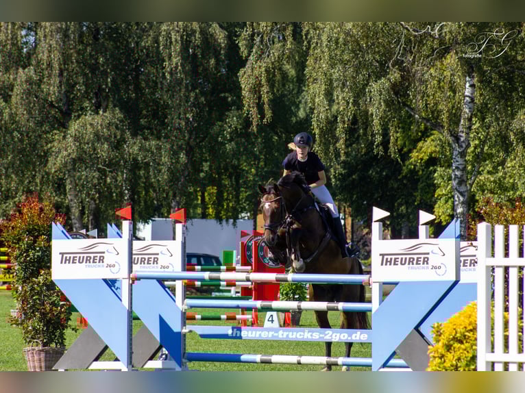 Hanovrien Jument 12 Ans 166 cm Bai brun in Groven