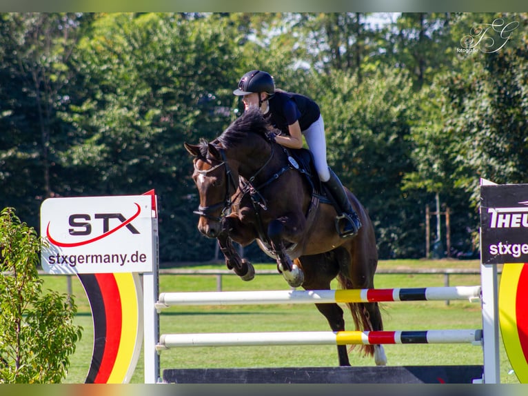 Hanovrien Jument 12 Ans 166 cm Bai brun in Groven