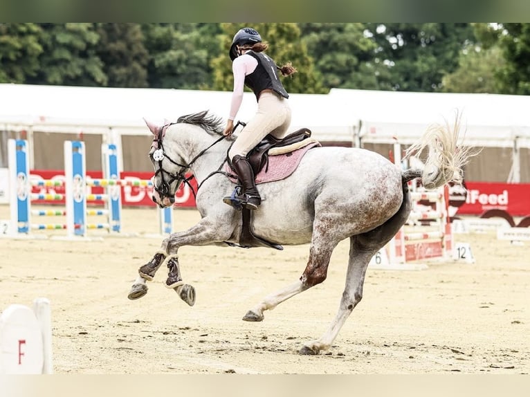 Hanovrien Jument 12 Ans 166 cm Gris in Stary Wołów