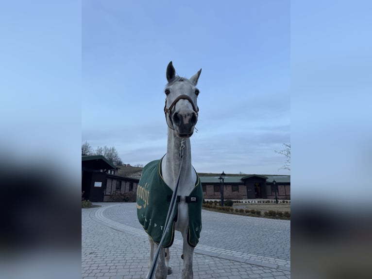 Hanovrien Jument 12 Ans 166 cm Gris in Stary Wołów