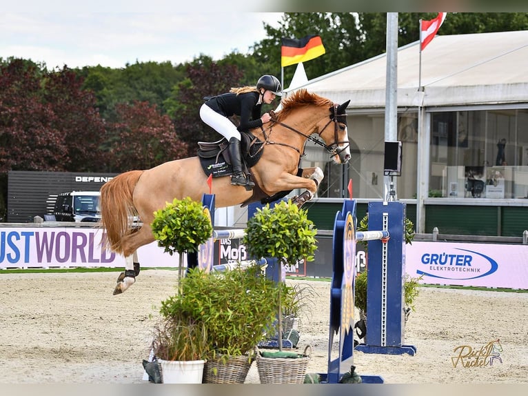 Hanovrien Jument 12 Ans 167 cm Alezan in Sörup