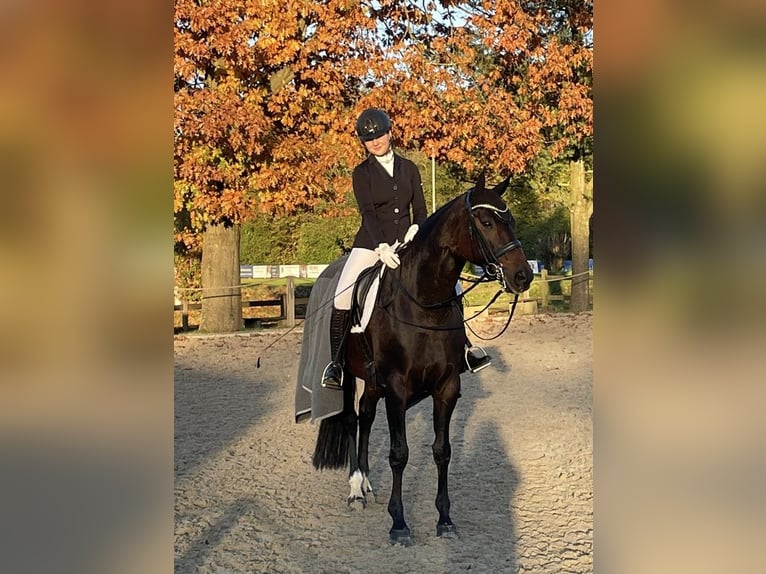 Hanovrien Jument 12 Ans 167 cm Bai brun in Winsen (Luhe)