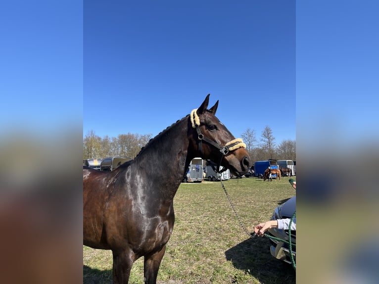 Hanovrien Jument 12 Ans 167 cm Bai brun in Winsen (Luhe)