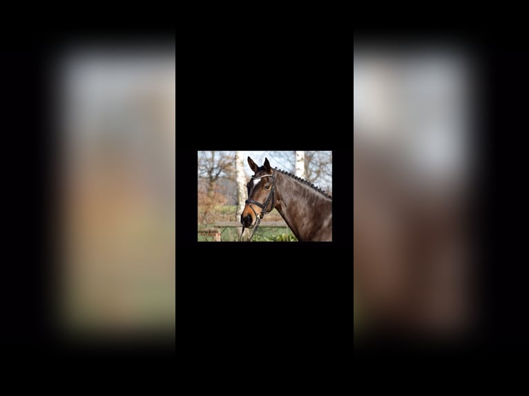 Hanovrien Jument 12 Ans 167 cm Bai brun in Vechta