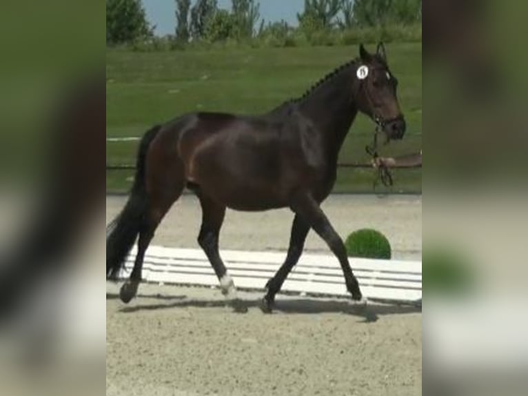 Hanovrien Jument 12 Ans 167 cm Bai brun in Mühlenberge