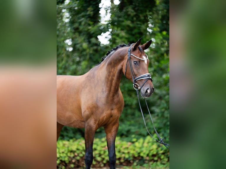 Hanovrien Jument 12 Ans 167 cm Bai in Rommerskirchen