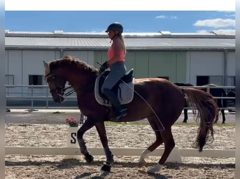 Hanovrien Jument 12 Ans 168 cm Alezan in Jena