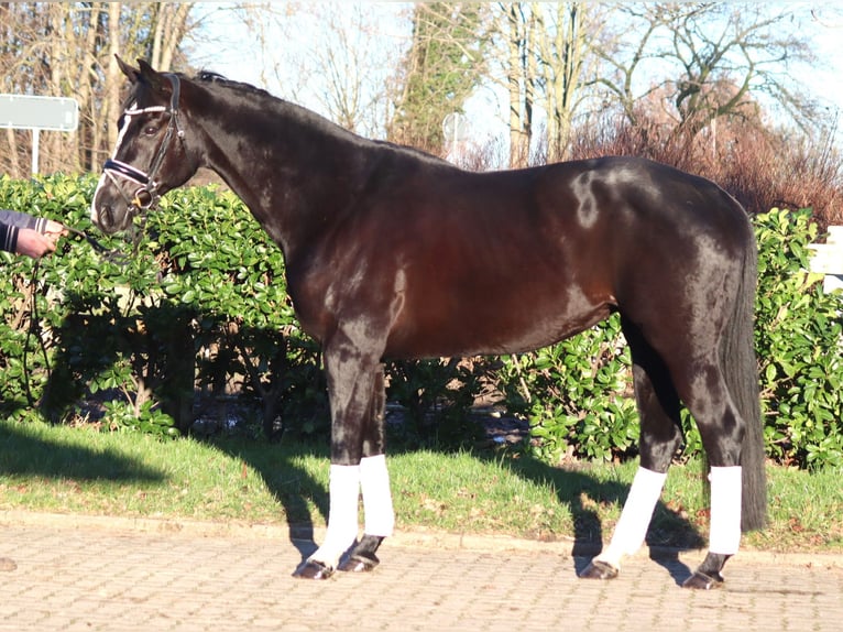 Hanovrien Jument 12 Ans 168 cm Noir in Selsingen