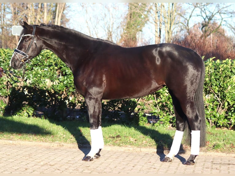 Hanovrien Jument 12 Ans 168 cm Noir in Selsingen