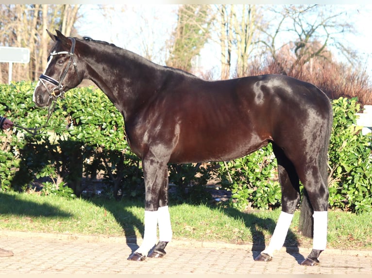 Hanovrien Jument 12 Ans 168 cm Noir in Selsingen