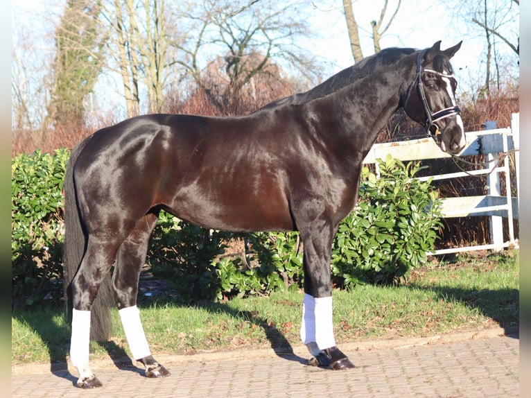 Hanovrien Jument 12 Ans 168 cm Noir in Selsingen