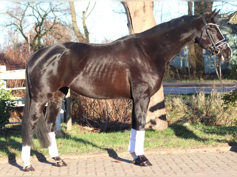 Hanovrien Jument 12 Ans 168 cm Noir in Selsingen