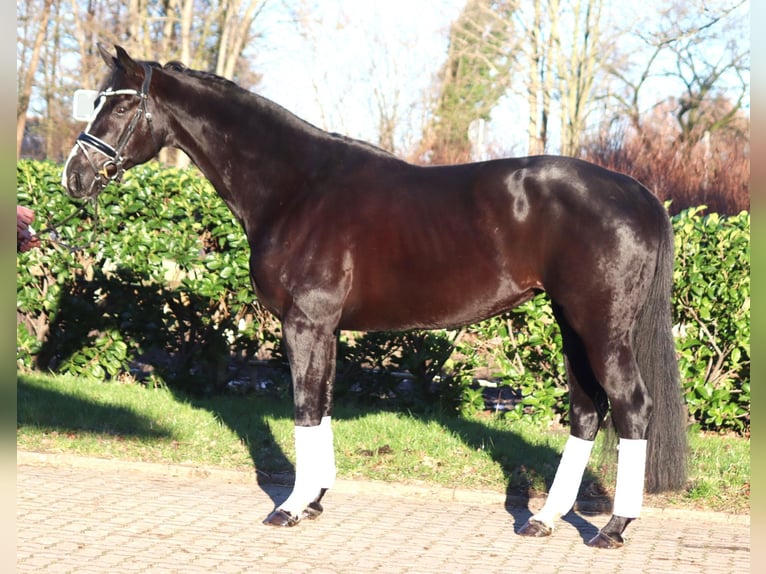 Hanovrien Jument 12 Ans 168 cm Noir in Selsingen