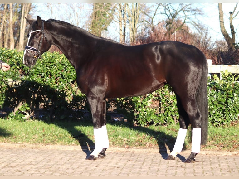 Hanovrien Jument 12 Ans 168 cm Noir in Selsingen